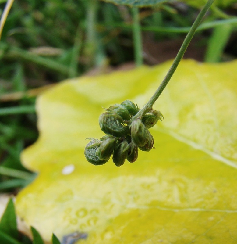 Изображение особи Medicago lupulina.