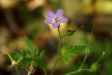 Geranium robertianum