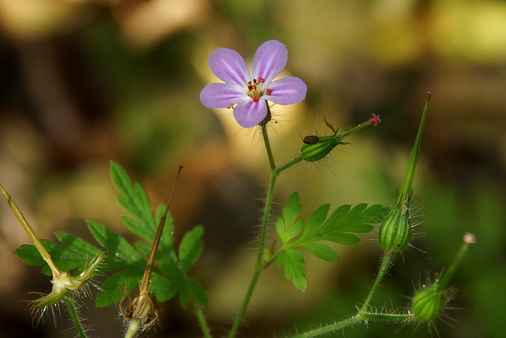 Image of Geranium robertianum specimen.