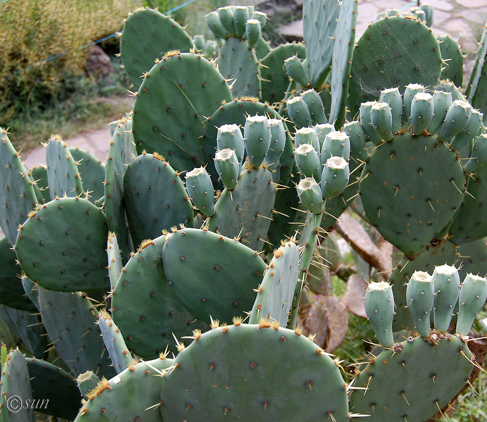 Изображение особи Opuntia engelmannii ssp. lindheimeri.