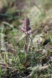 Pedicularis olgae. Цветущее растение. Южный Казахстан, Угамский хр., ущ. Сазаната, правый гребень ущелья ручья Каржантау, 2300 м н.у.м. 07.05.2014.