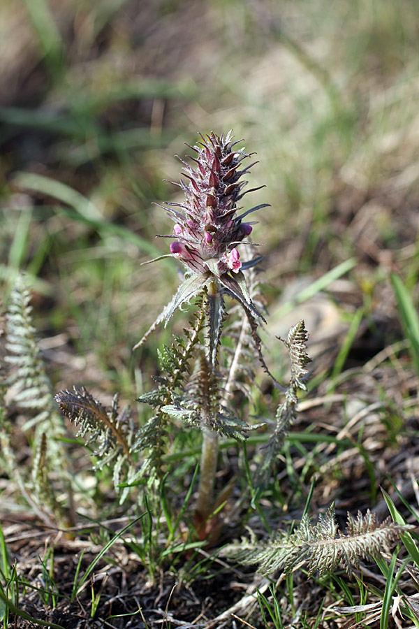 Image of Pedicularis olgae specimen.