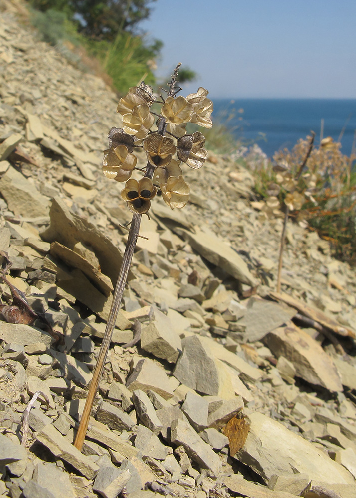 Image of Muscari neglectum specimen.