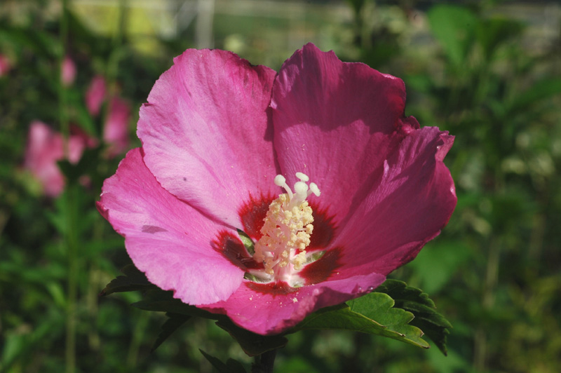 Изображение особи Hibiscus syriacus.