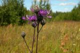 Centaurea scabiosa. Верхушка цветущего растения. Новгородская обл., Боровичский р-н, ок. 1 км на с.-в. от дер. Селино, луг. 25.07.2015.