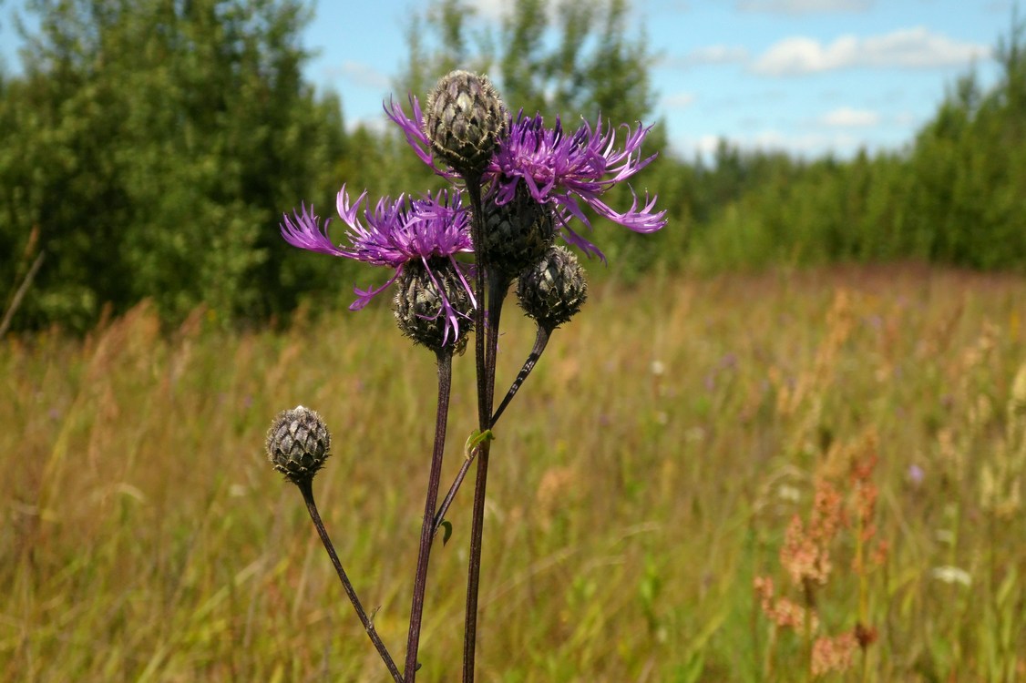 Image of Centaurea scabiosa specimen.