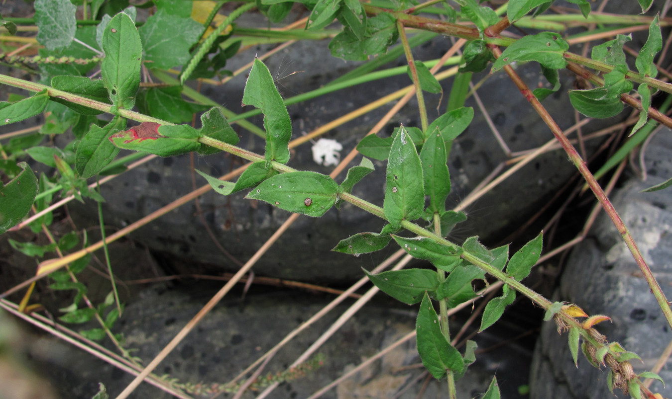 Image of Lythrum salicaria specimen.