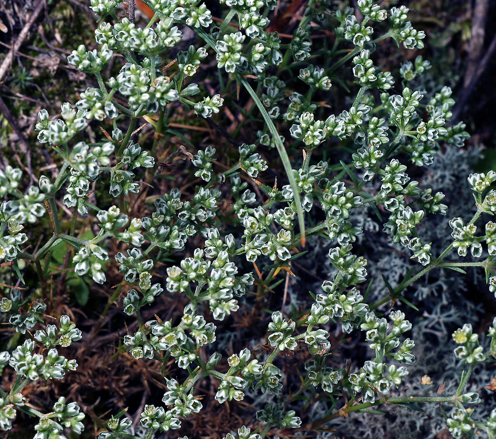 Изображение особи Scleranthus perennis.