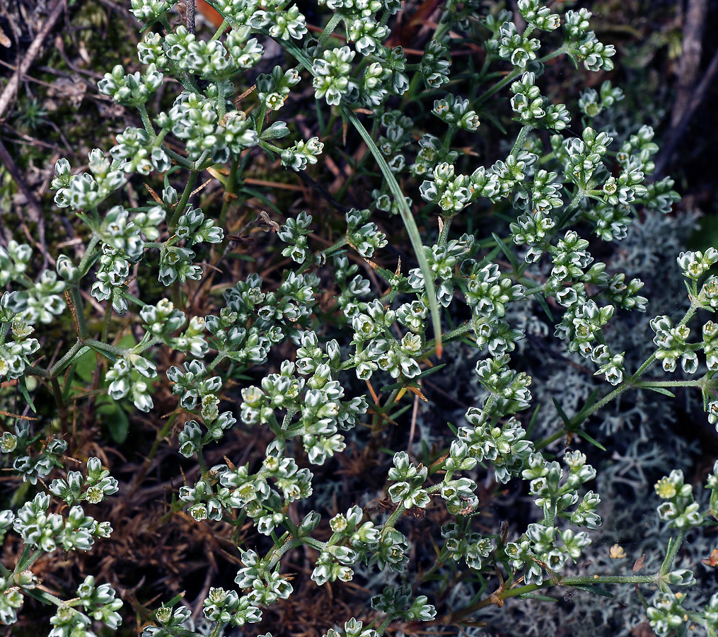 Image of Scleranthus perennis specimen.