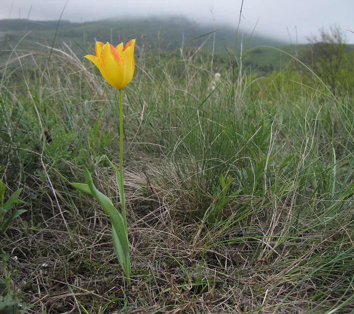 Изображение особи Tulipa suaveolens.