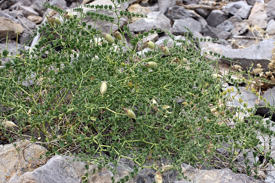 Image of Cicer flexuosum specimen.