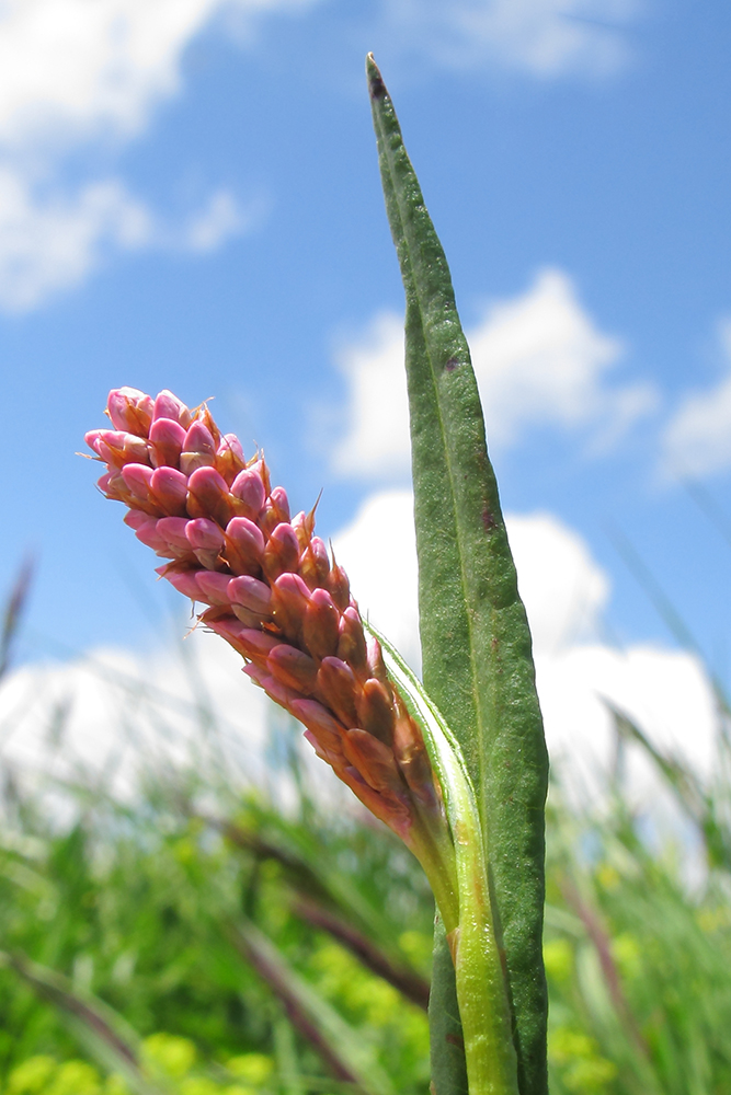 Изображение особи Bistorta carnea.