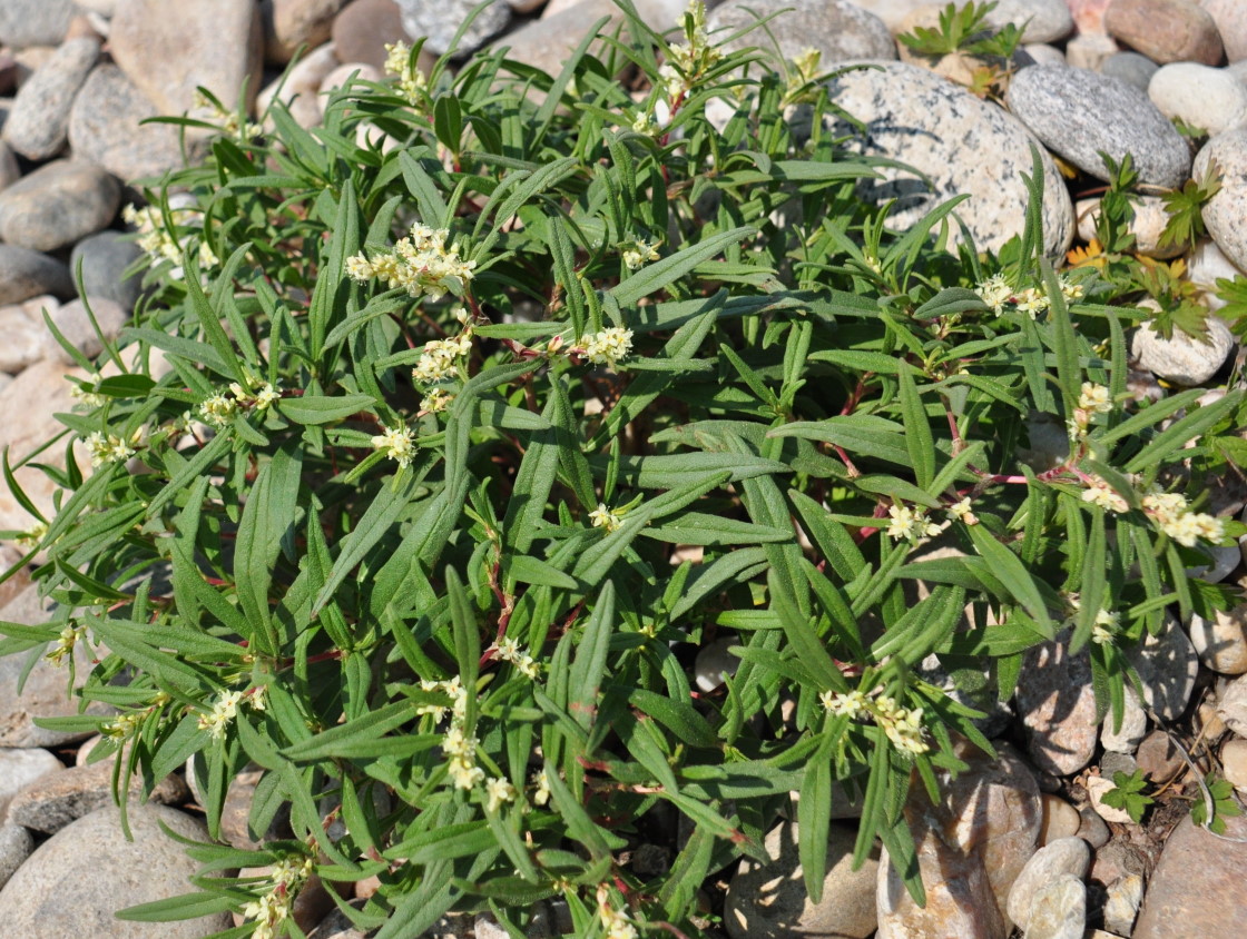 Image of Aconogonon ocreatum var. laxmannii specimen.