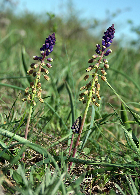 Image of genus Bellevalia specimen.