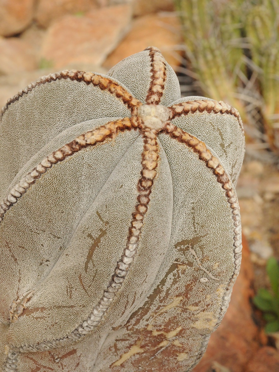 Image of Astrophytum myriostigma specimen.