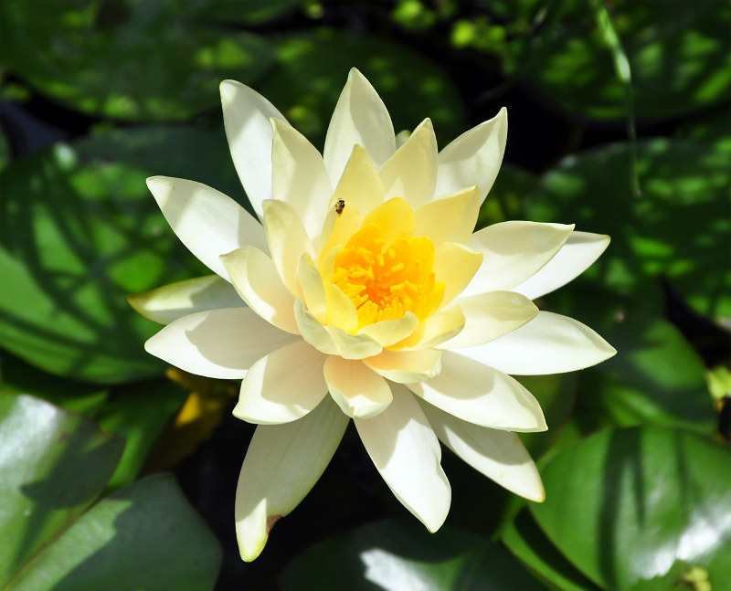 Image of Nymphaea odorata specimen.