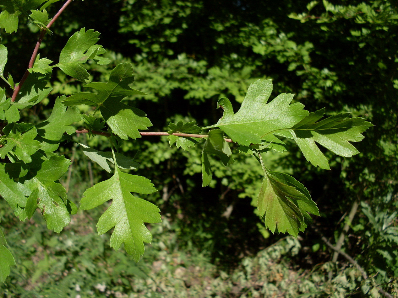 Изображение особи Crataegus monogyna.