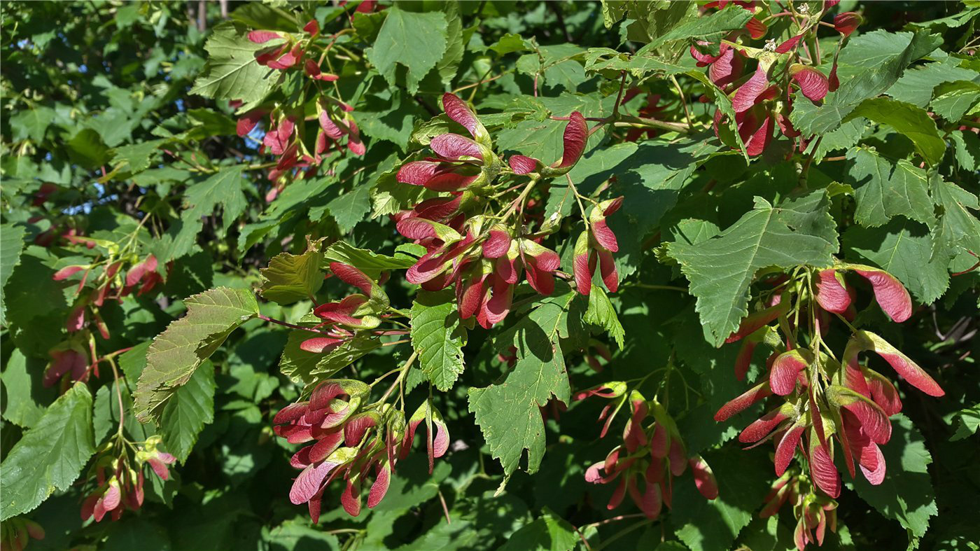 Изображение особи Acer tataricum.