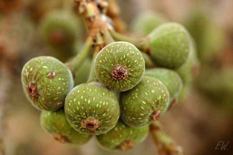 Изображение особи Ficus auriculata.