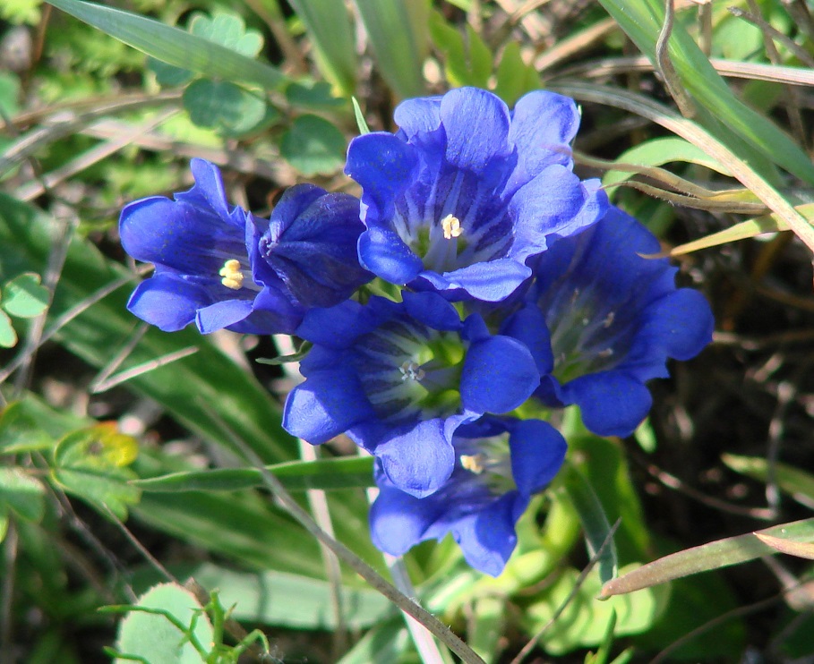 Изображение особи Gentiana decumbens.