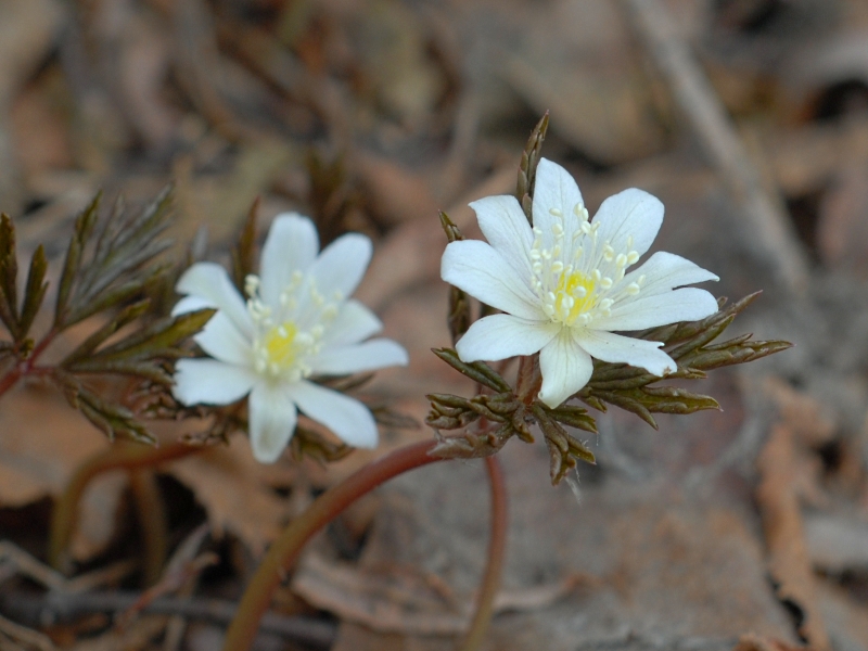 Image of Anemone amurensis ssp. kamtschatica specimen.