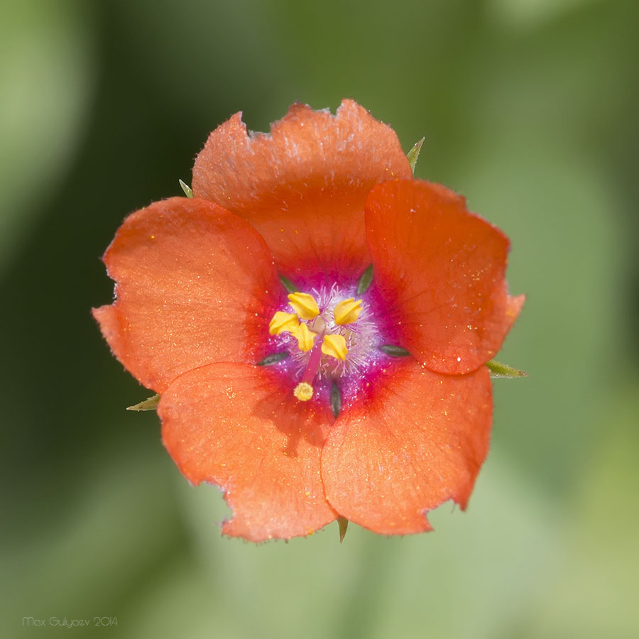 Изображение особи Anagallis arvensis.