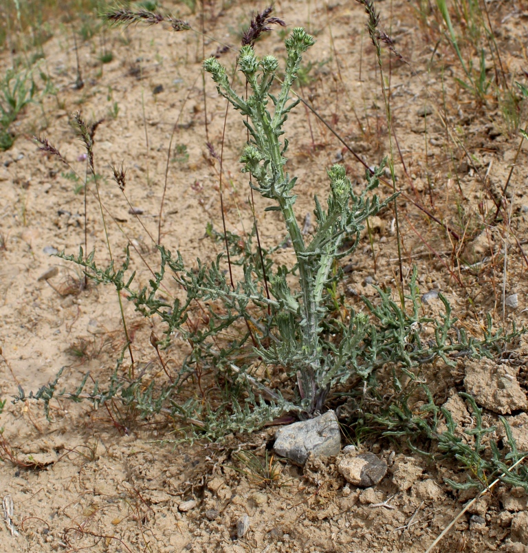 Image of genus Cousinia specimen.