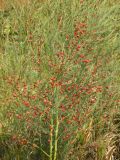 Asparagus officinalis. Плодоносящее растение. Днепропетровская обл., сухая балка в верховьях р. Самоткань. 30.08.2009.