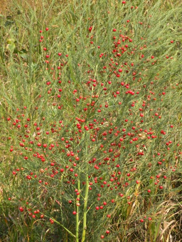 Изображение особи Asparagus officinalis.