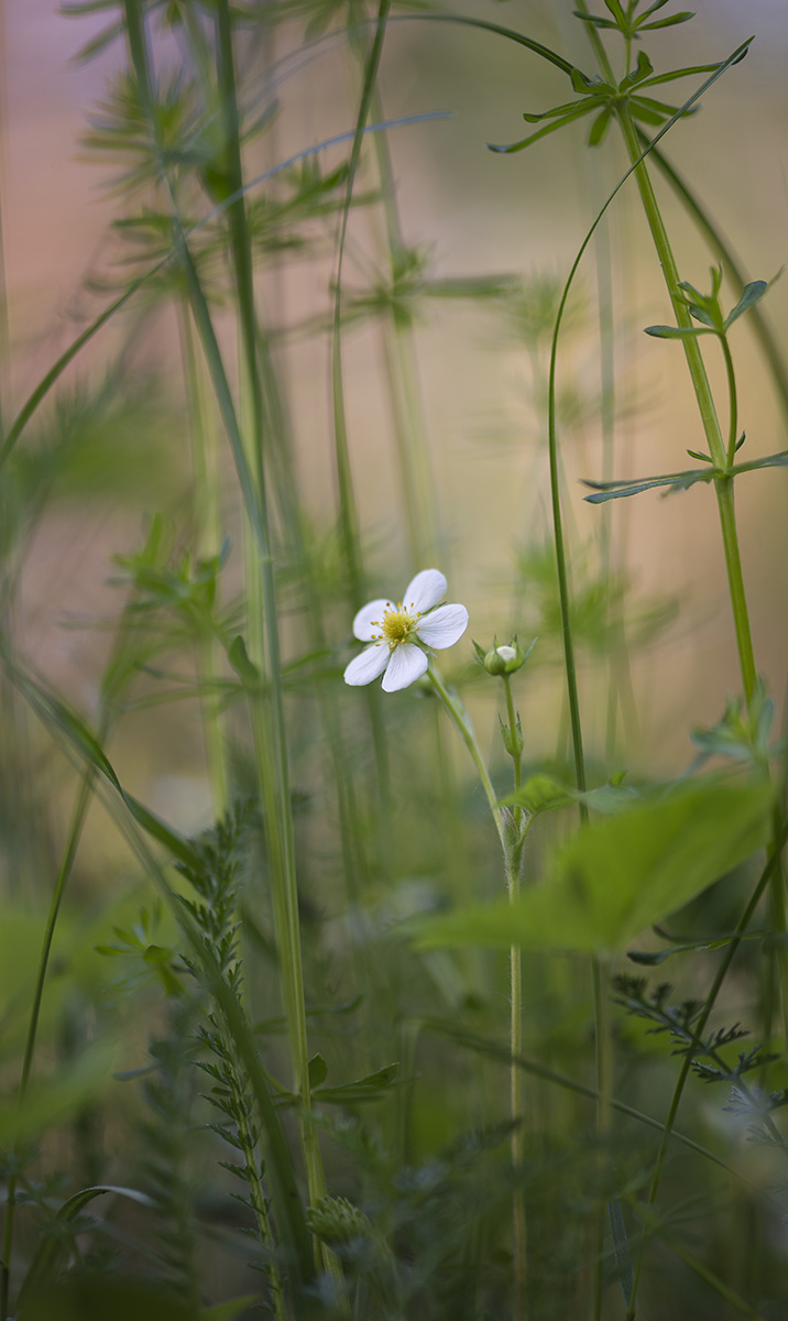 Image of Fragaria vesca specimen.