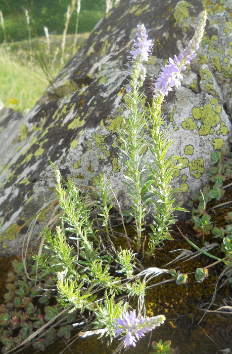 Image of Veronica laeta specimen.