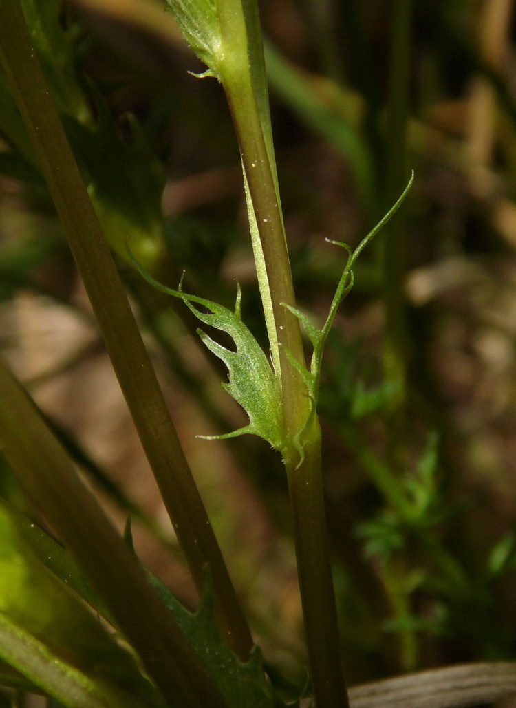 Image of Viola canina specimen.