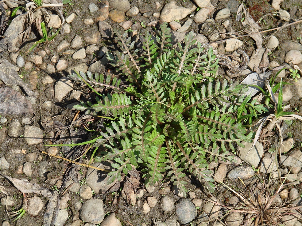 Image of familia Brassicaceae specimen.