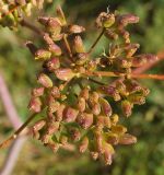 Ferula songarica