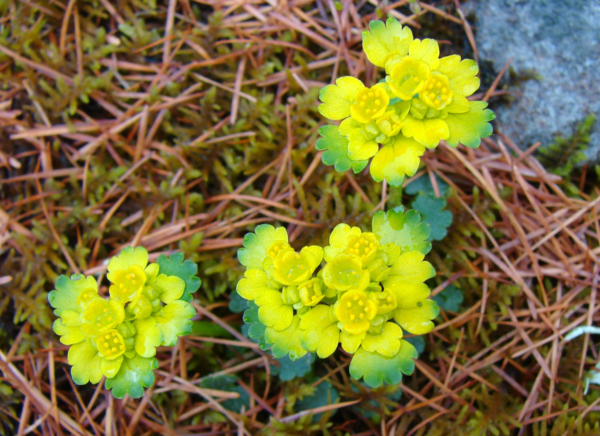 Image of Chrysosplenium sibiricum specimen.