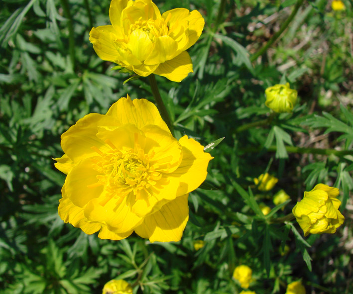 Изображение особи Trollius sibiricus.