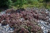 Rubus arcticus. Куртина растений с листьями в осенней окраске на галечном берегу оз. Байкал. Республика Бурятия, Кабанский р-н, окр. с. Сухая. 01.09.2013.