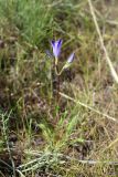 Gentiana olivieri