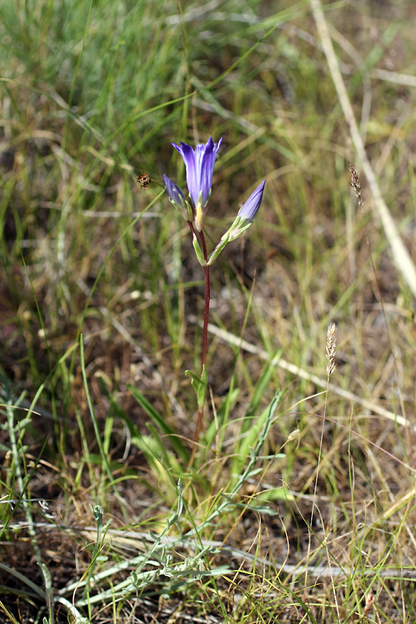 Image of Gentiana olivieri specimen.