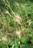 Hordeum leporinum