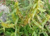 Rumex maritimus