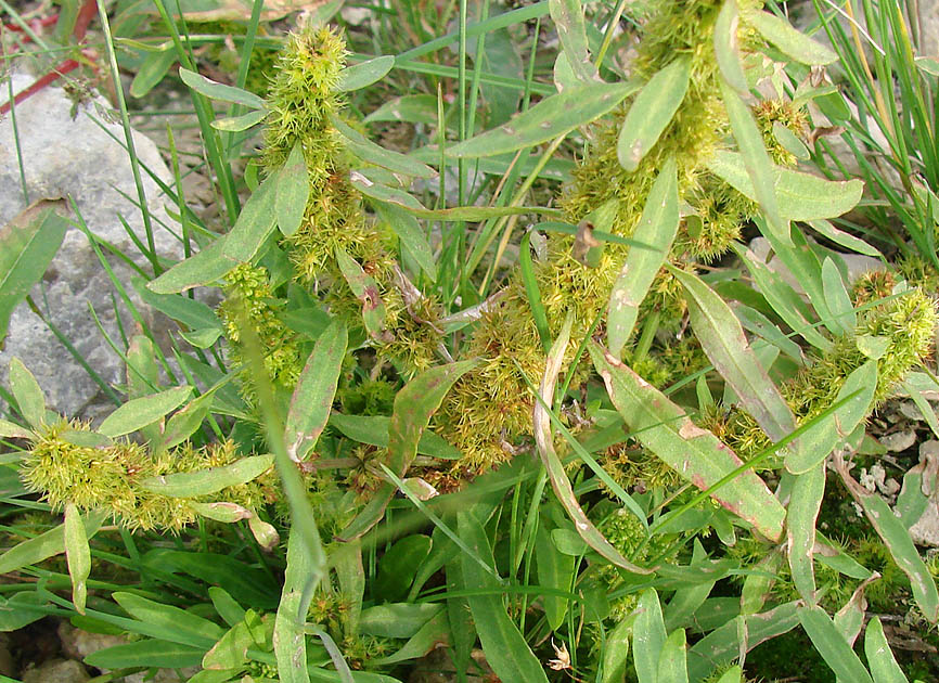 Image of Rumex maritimus specimen.