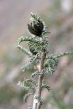 Astragalus neolipskyanus