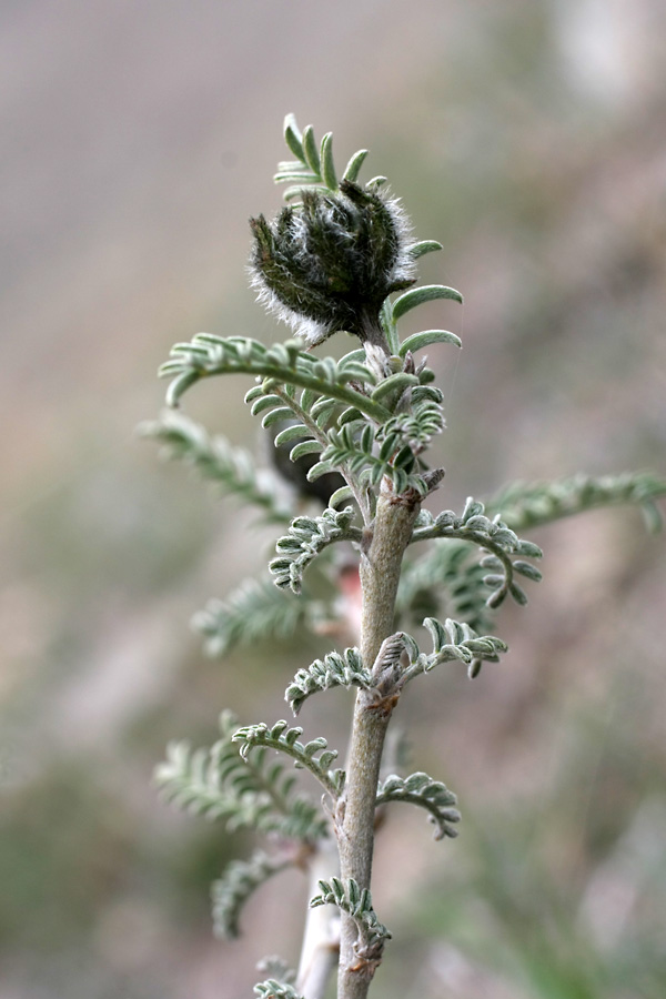 Изображение особи Astragalus neolipskyanus.