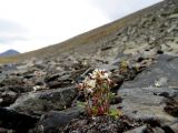 Saxifraga hyperborea. Отцветающее растение. Красноярский край, Таймырский Долгано-Ненецкий р-н, п-ов Таймыр, бухта М. Прончищевой, горы Бырранга, подножие горы Заячья, курумник. 17.08.2014.