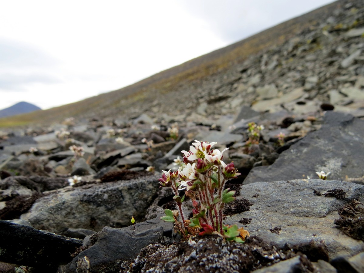 Изображение особи Saxifraga hyperborea.