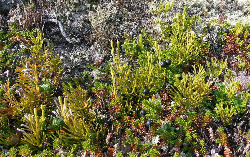 Image of Diphasiastrum montellii specimen.