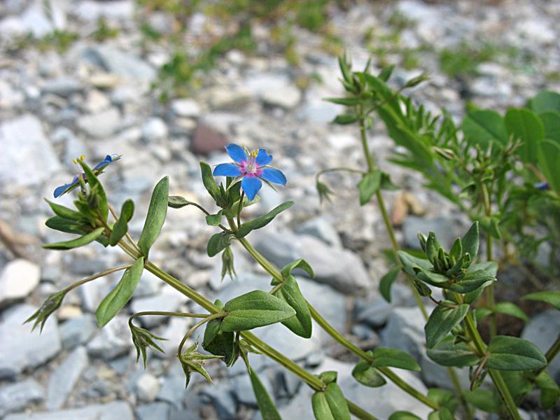 Изображение особи Anagallis foemina.