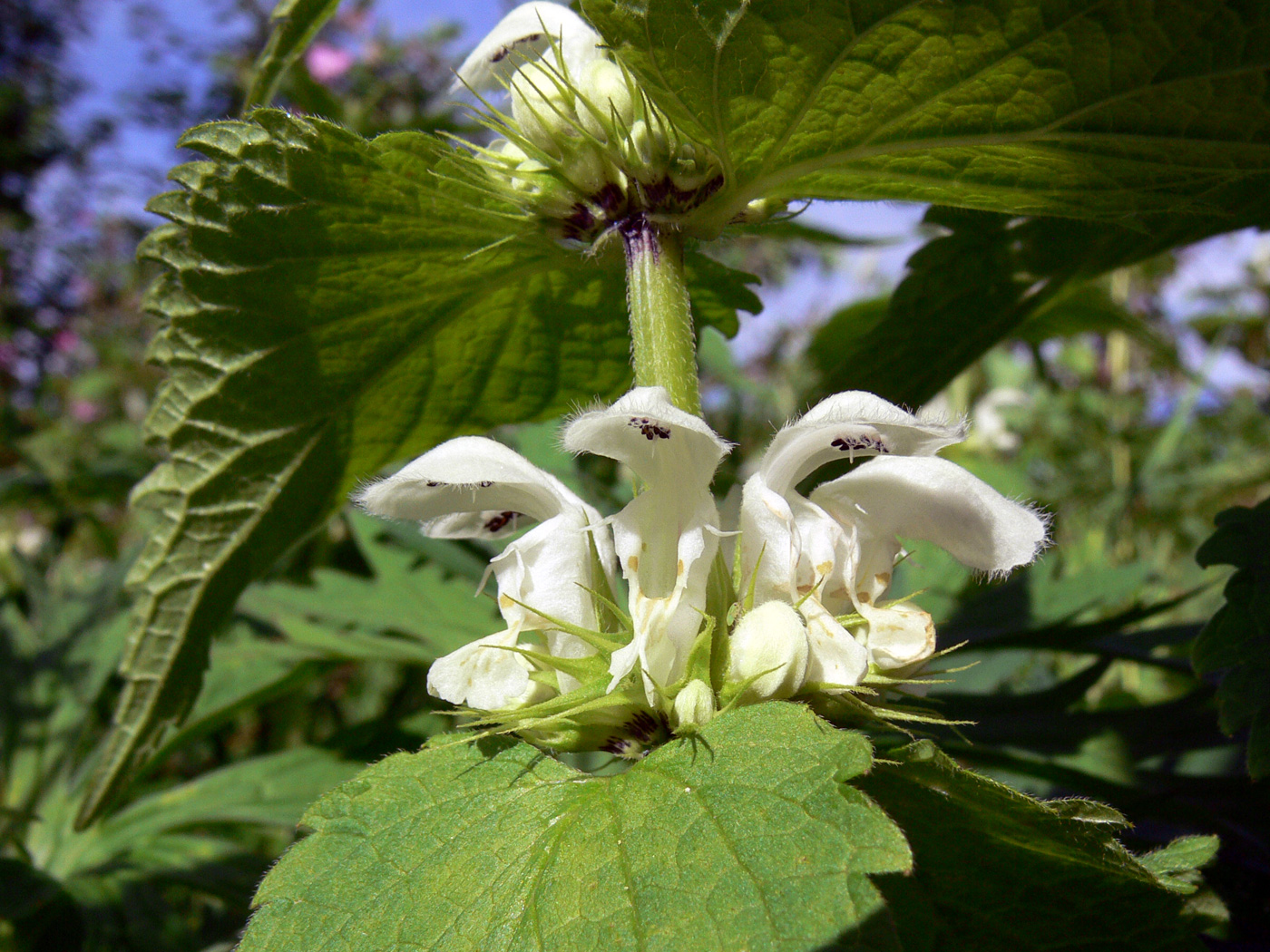 Image of Lamium album specimen.