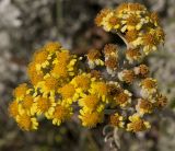 Senecio cineraria. Отцветающее соцветие. Италия, Саленто, к юго-востоку от г. Отранто, высокий берег моря, обочина грунтовой дороги. 11.06.2014.